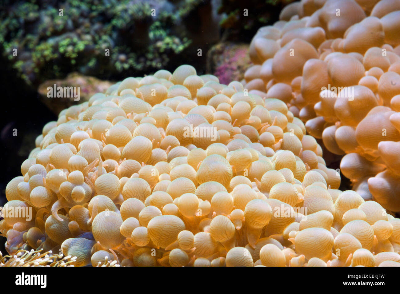 Blase Korallen (Physogyra spec.), Seitenansicht Stockfoto