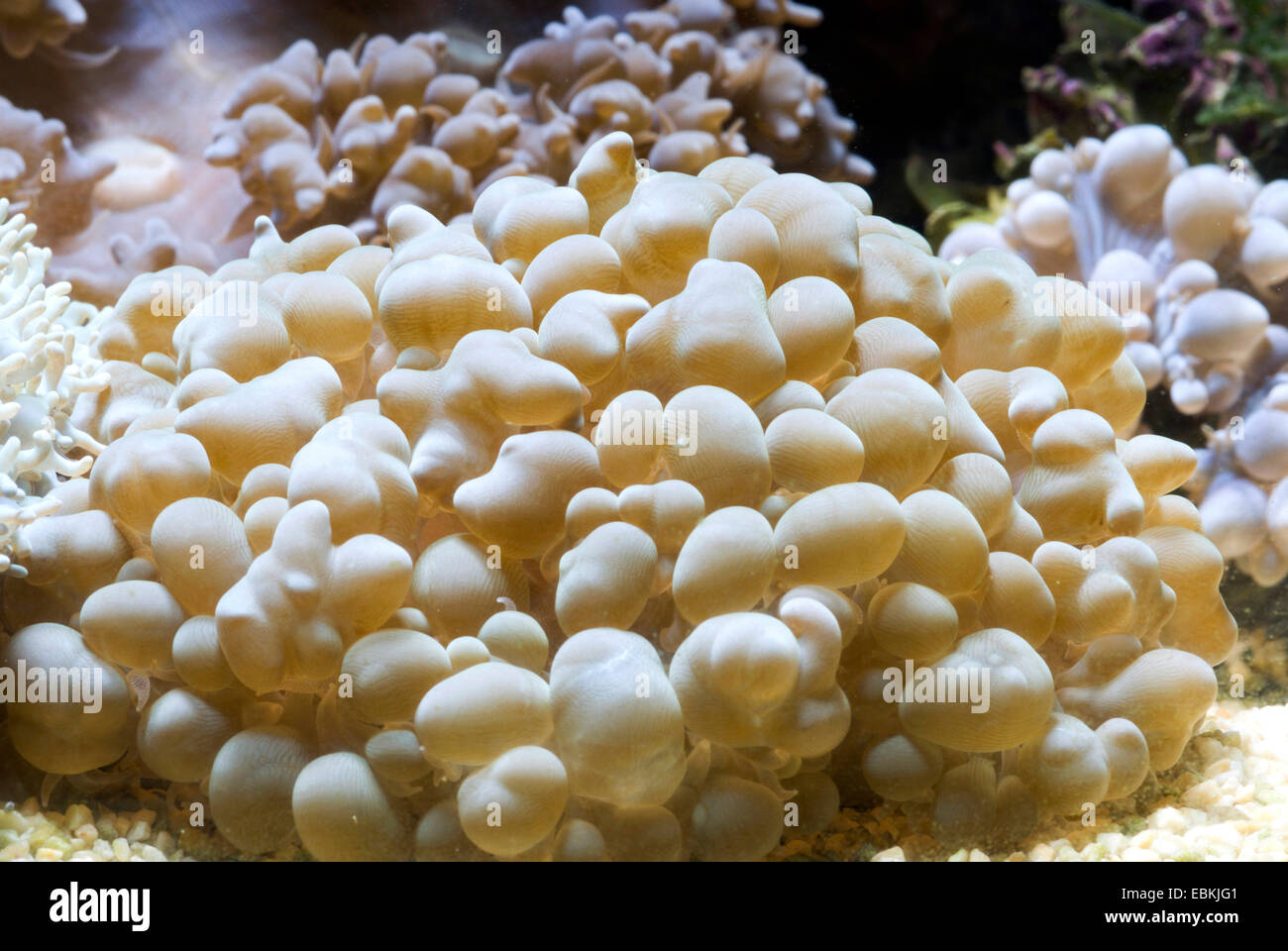 Perle Blase Korallen (Physogyra Lichtensteini), Seitenansicht Stockfoto