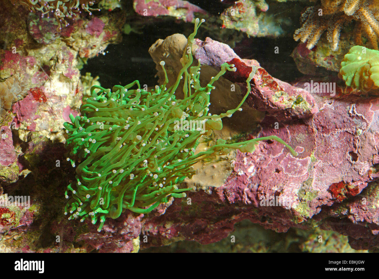 Fackel-Koralle (Euphyllia Glabrescens), Seitenansicht Stockfoto