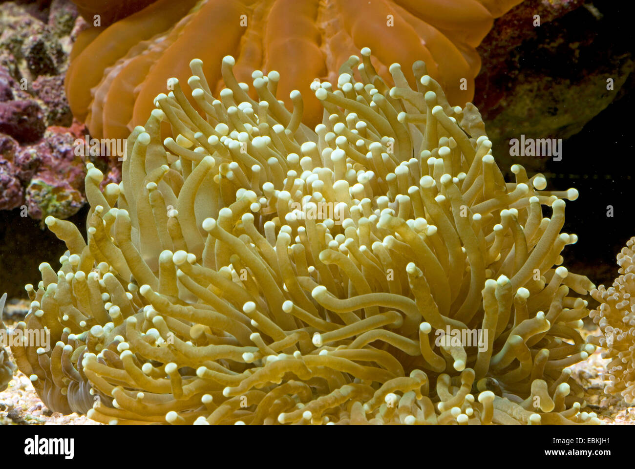 Fackel-Koralle (Euphyllia Glabrescens), Seitenansicht Stockfoto