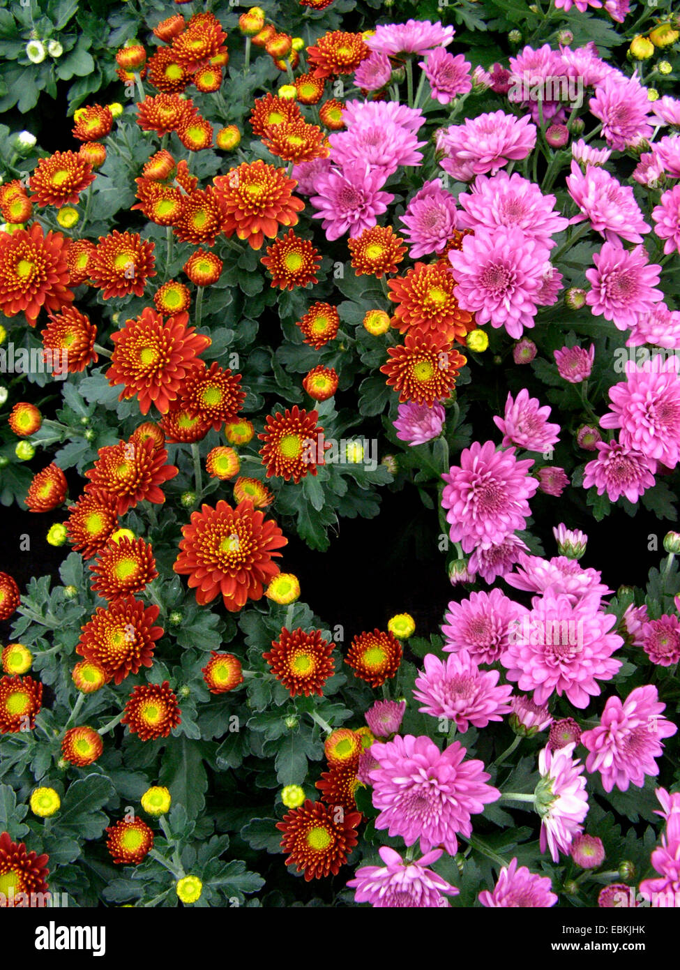 Costmary, chinesische Aster, Chrysantheme, Mama, GartenMama