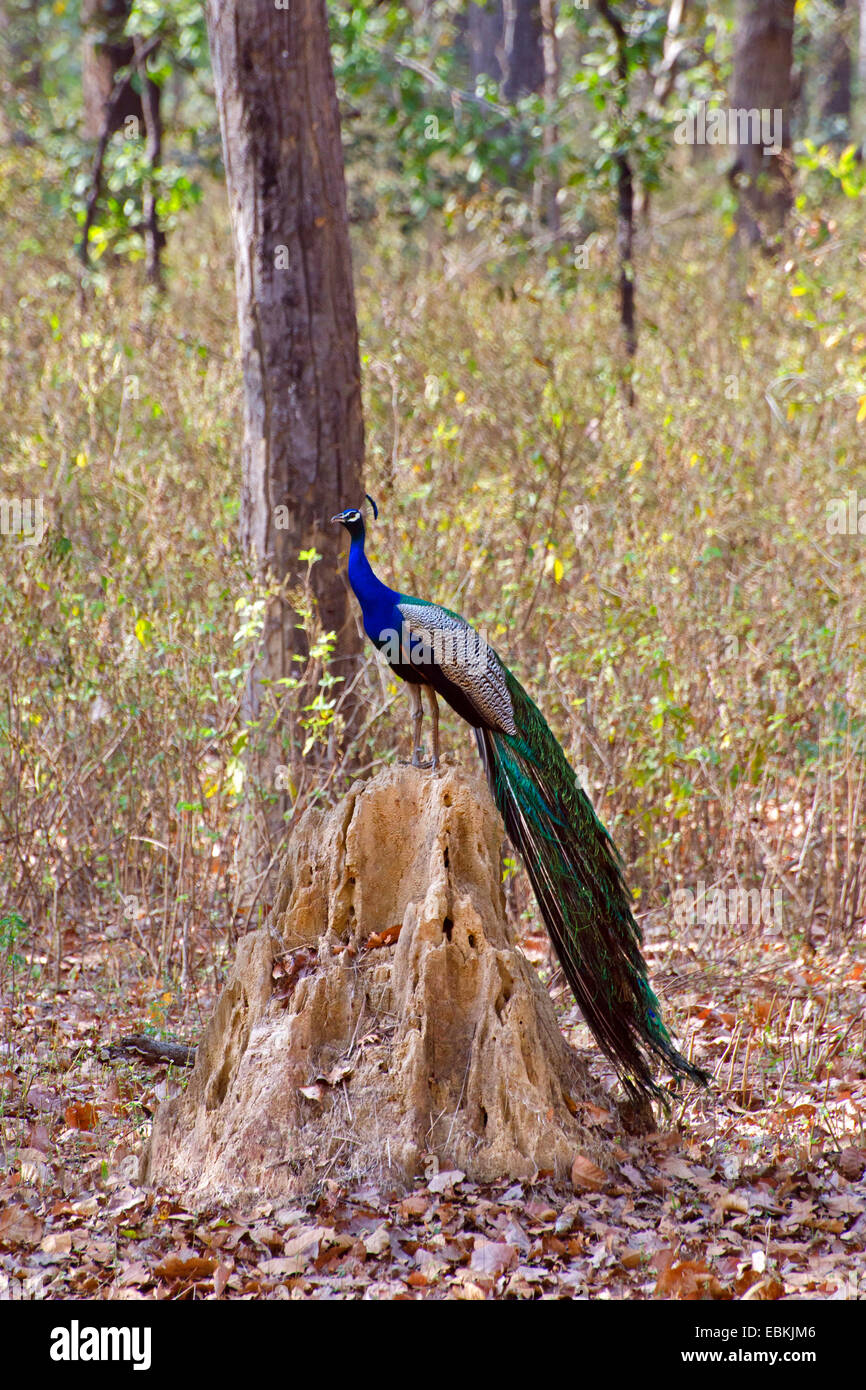 gemeinsamen Pfauen, indischen Pfauen, blaue Pfauen (Pavo Cristatus), Männlich, stehend auf einem Termitenhügel, Indien, Madhya Pradesh Stockfoto