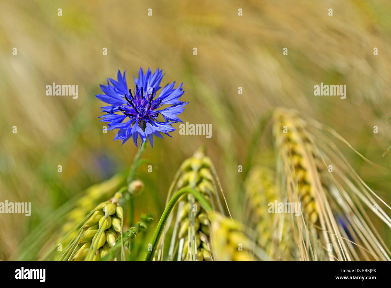 Schaltfläche "Bachelor's", Zusammenarbeit, Kornblume (Centaurea Cyanus), blühen in einem Gerstenfeld, Schweiz Stockfoto