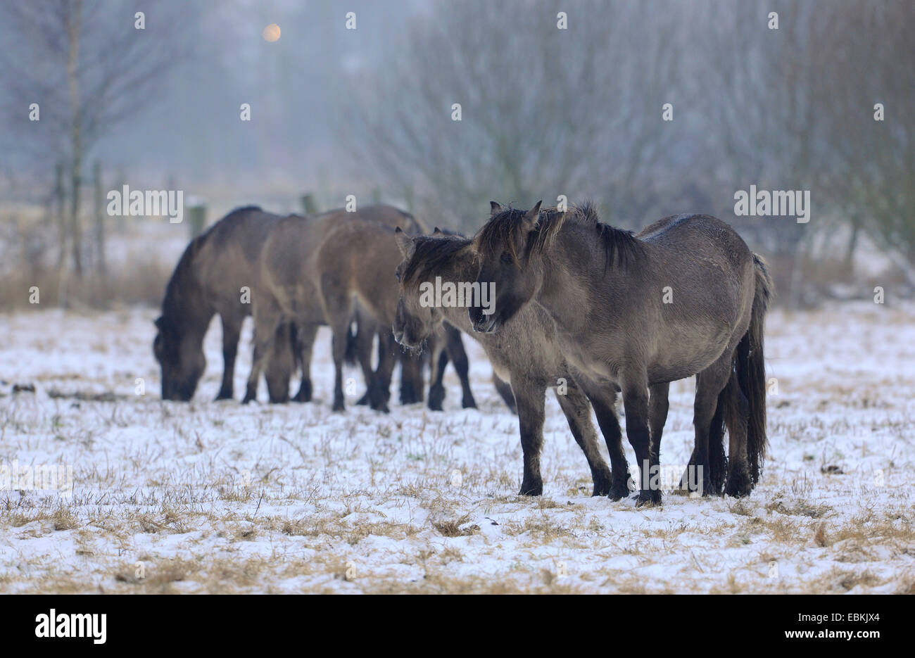 Konik-Pferd (Equus Przewalskii F. Caballus), Konik-Pferde stehen in einer verschneiten Wiese, Deutschland Stockfoto