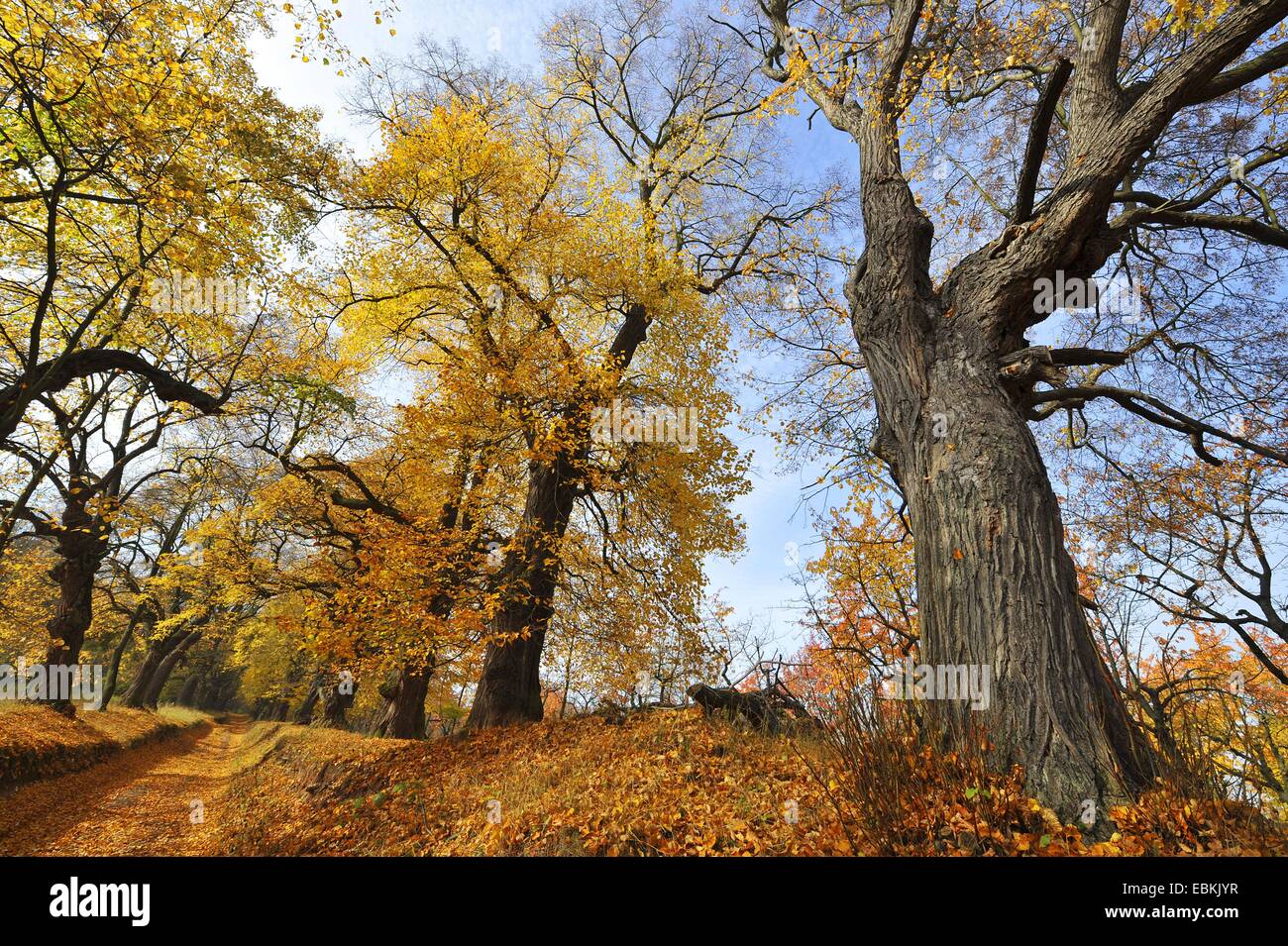 kleinblättrige Linde, Littleleaf Linden, kleines Blatt Linde (Tilia Cordata), Gasse der alten Bäume im Herbst, Deutschland, Thüringen Stockfoto