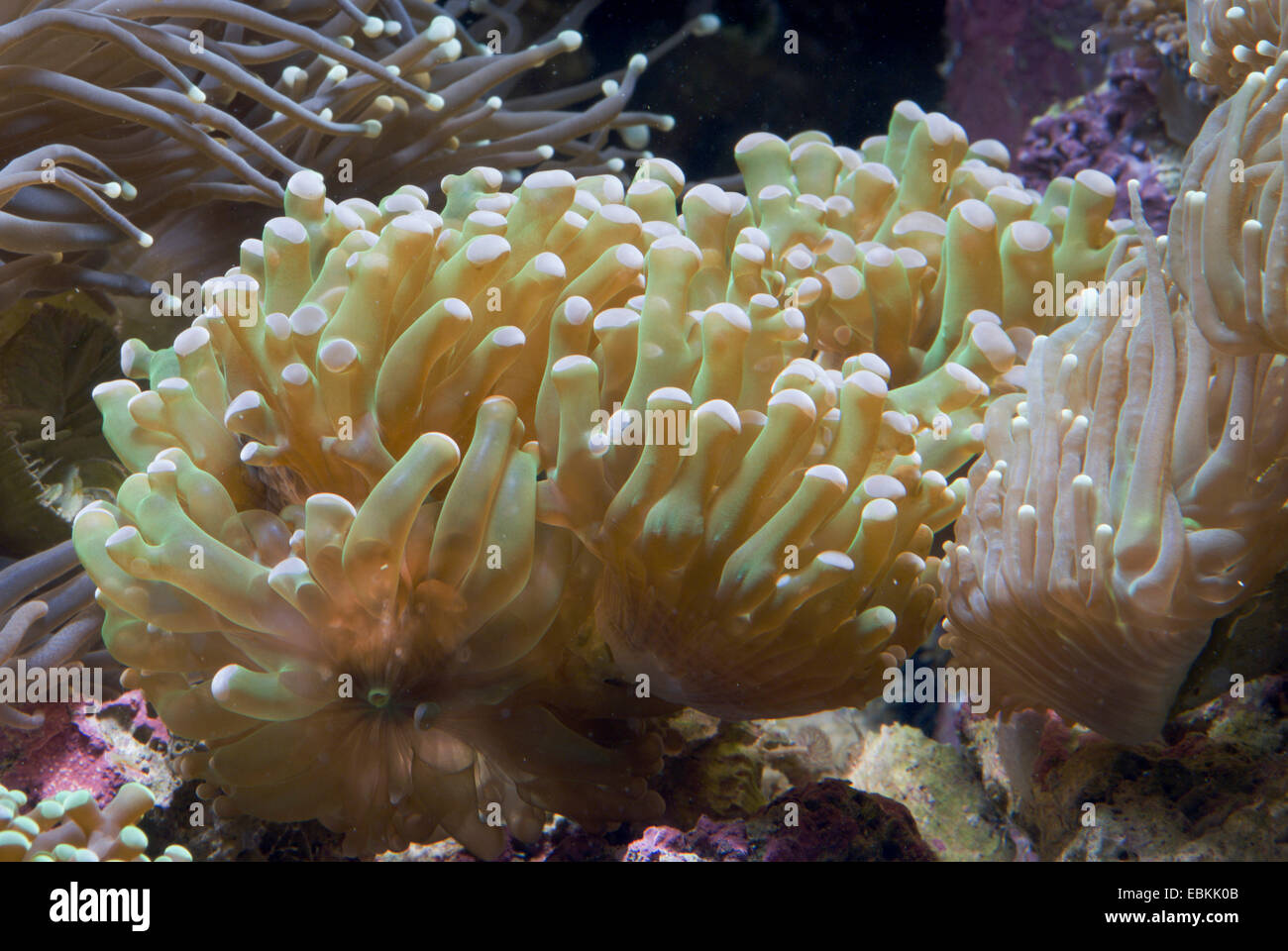 Fackel-Koralle (Euphyllia spec.), Seitenansicht Stockfoto
