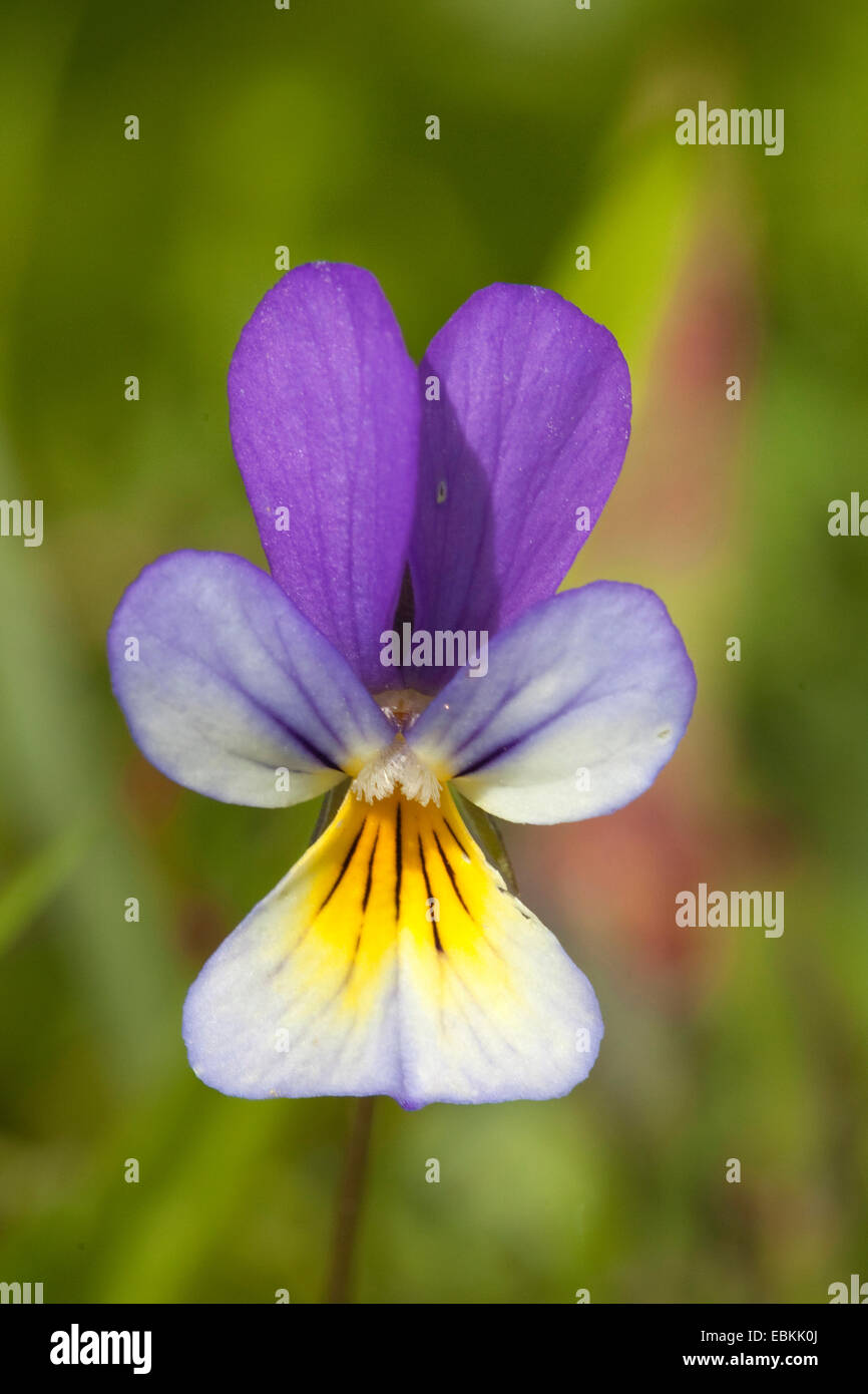 nach Herzenslust Leichtigkeit, Stiefmütterchen, wilde Stiefmütterchen, drei farbige Veilchen (Viola Tricolor), einzelne Blume, Schweden Stockfoto