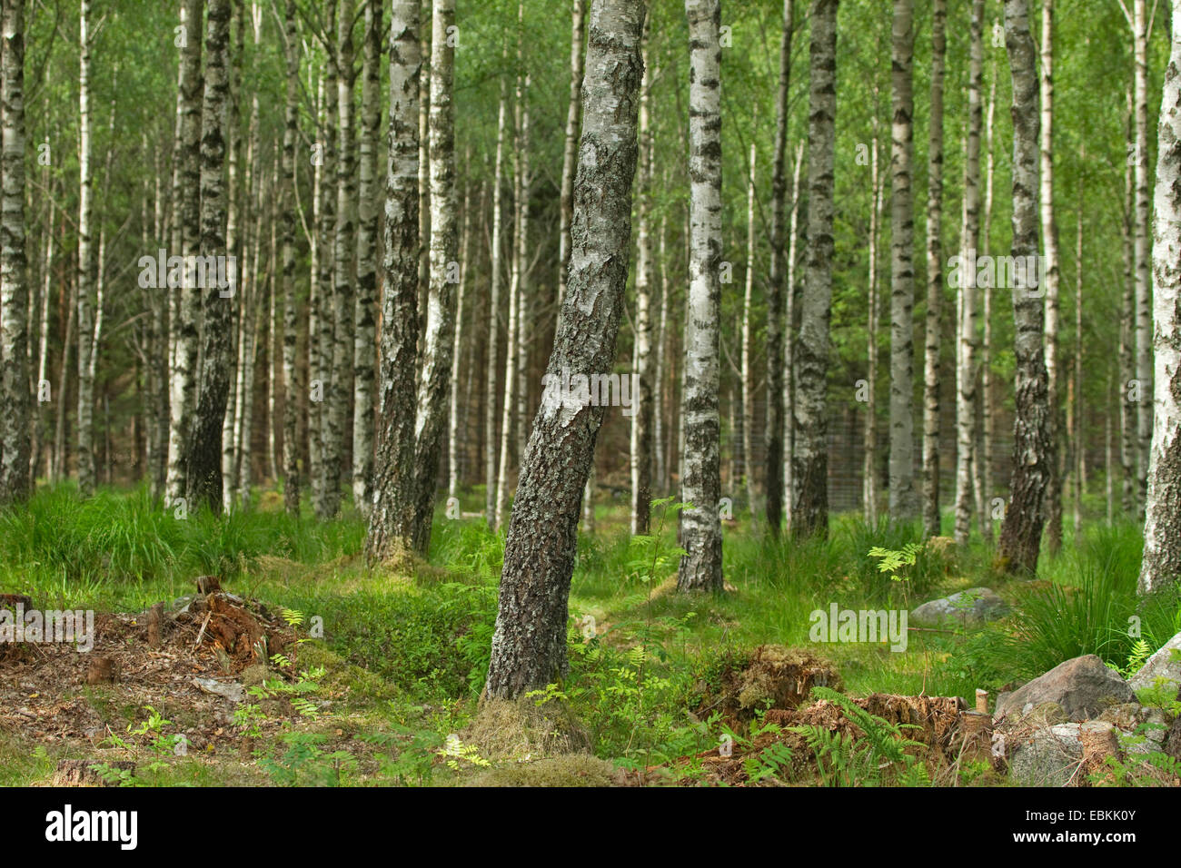 gemeinsamen Birke, Birke, Europäische weiße Birke, weiße Birke (Betula Pendel, Betula Alba), Buchenholz im Sommer, Schweden Stockfoto