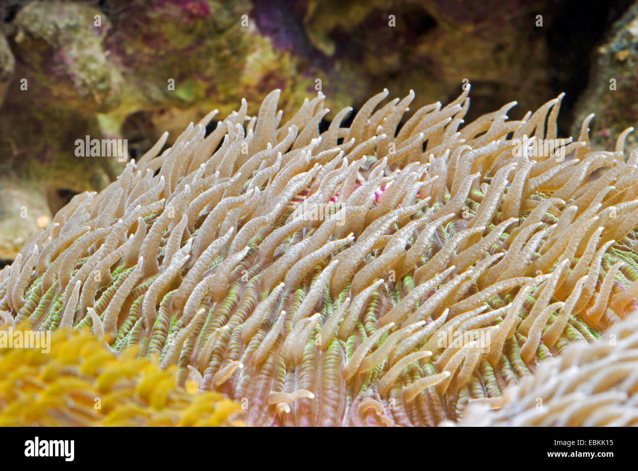 Pilz Koralle (Pilzkorallen spec.), Seitenansicht Stockfoto