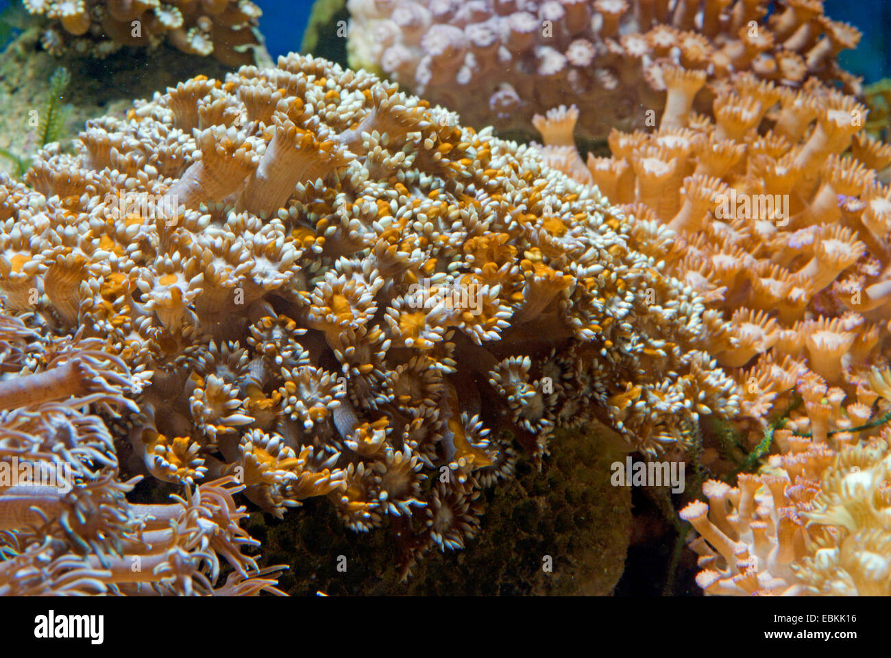 Blumentopf Korallen (Goniopora Fruticosa), Seitenansicht Stockfoto