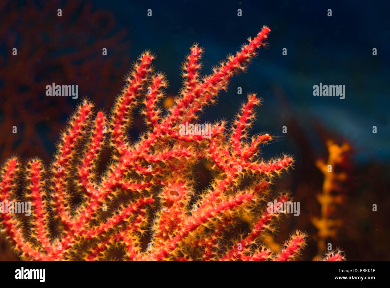 Rote Gorgonien (Menella spec.), detail Stockfoto