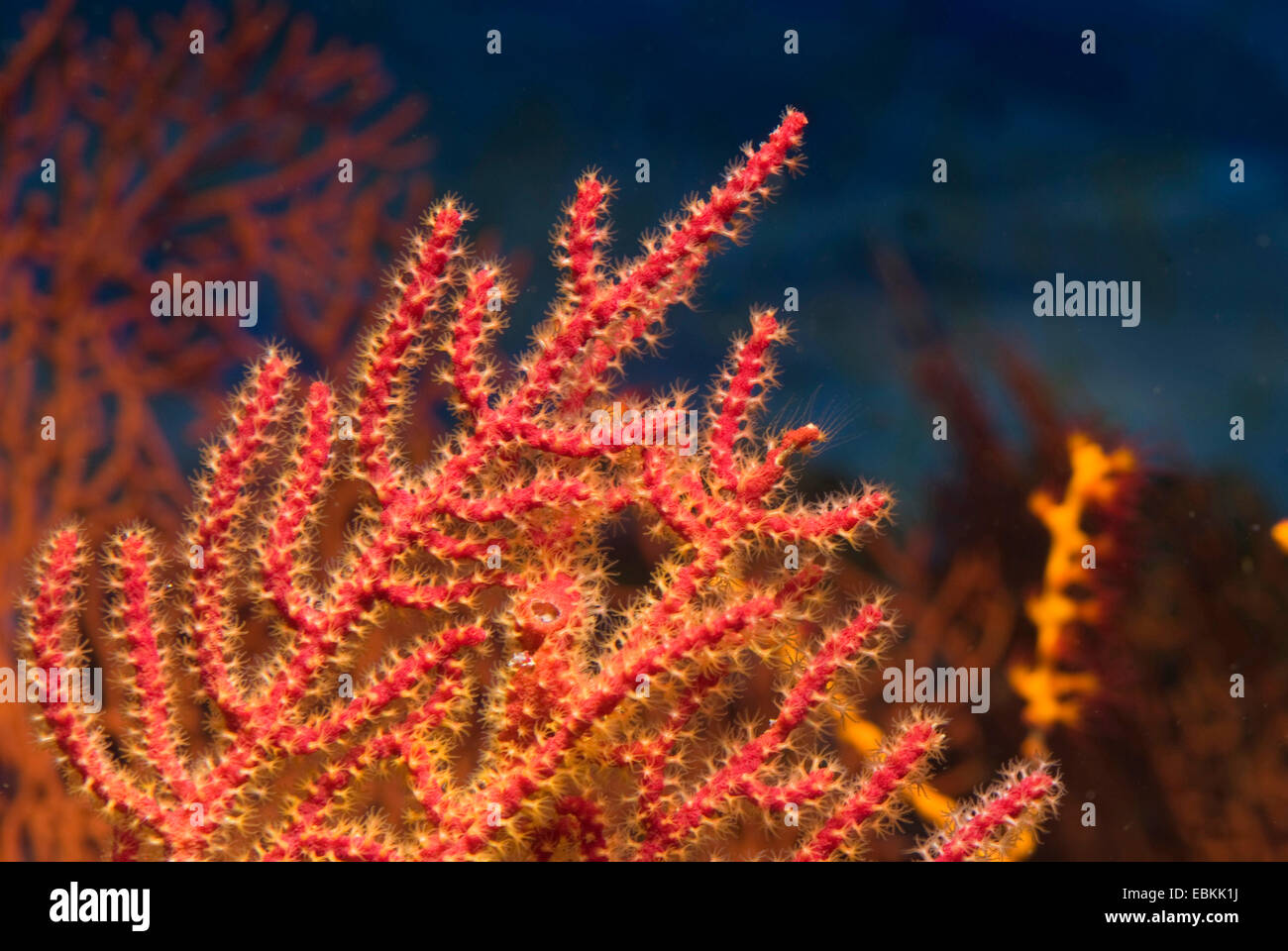 Rote Gorgonien (Menella spec.), detail Stockfoto