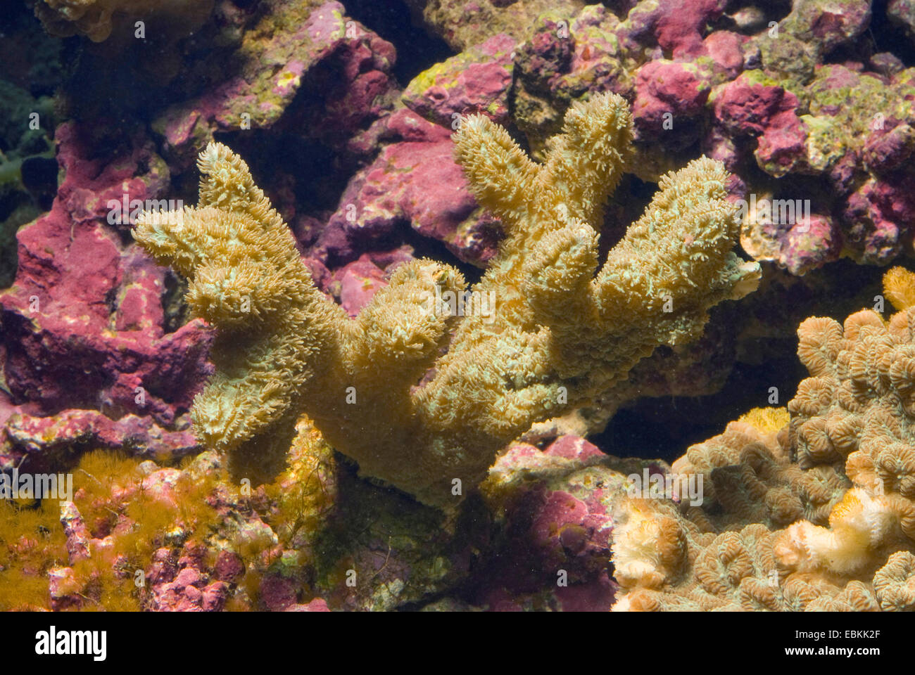 Stony Coral (Hydnophora Exesa), Seitenansicht Stockfoto