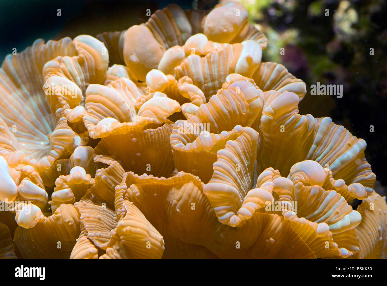 Stony Coral (Nemenzophylia spec.), Seitenansicht Stockfoto