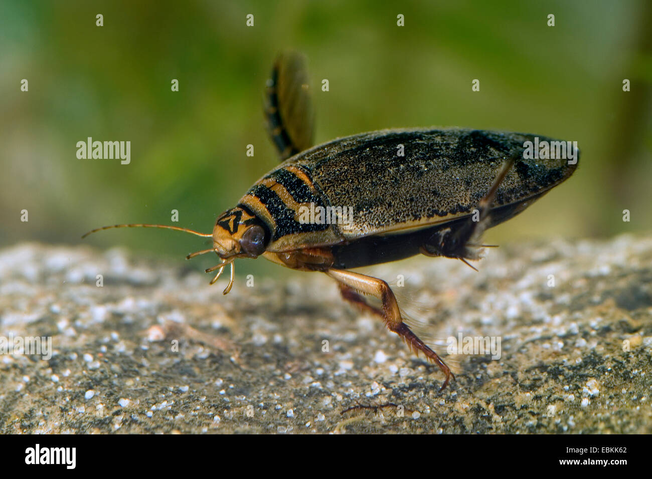TeichKäfer, gemeinsame Teich Käfer (Acilius Sulcatus), Tauchen