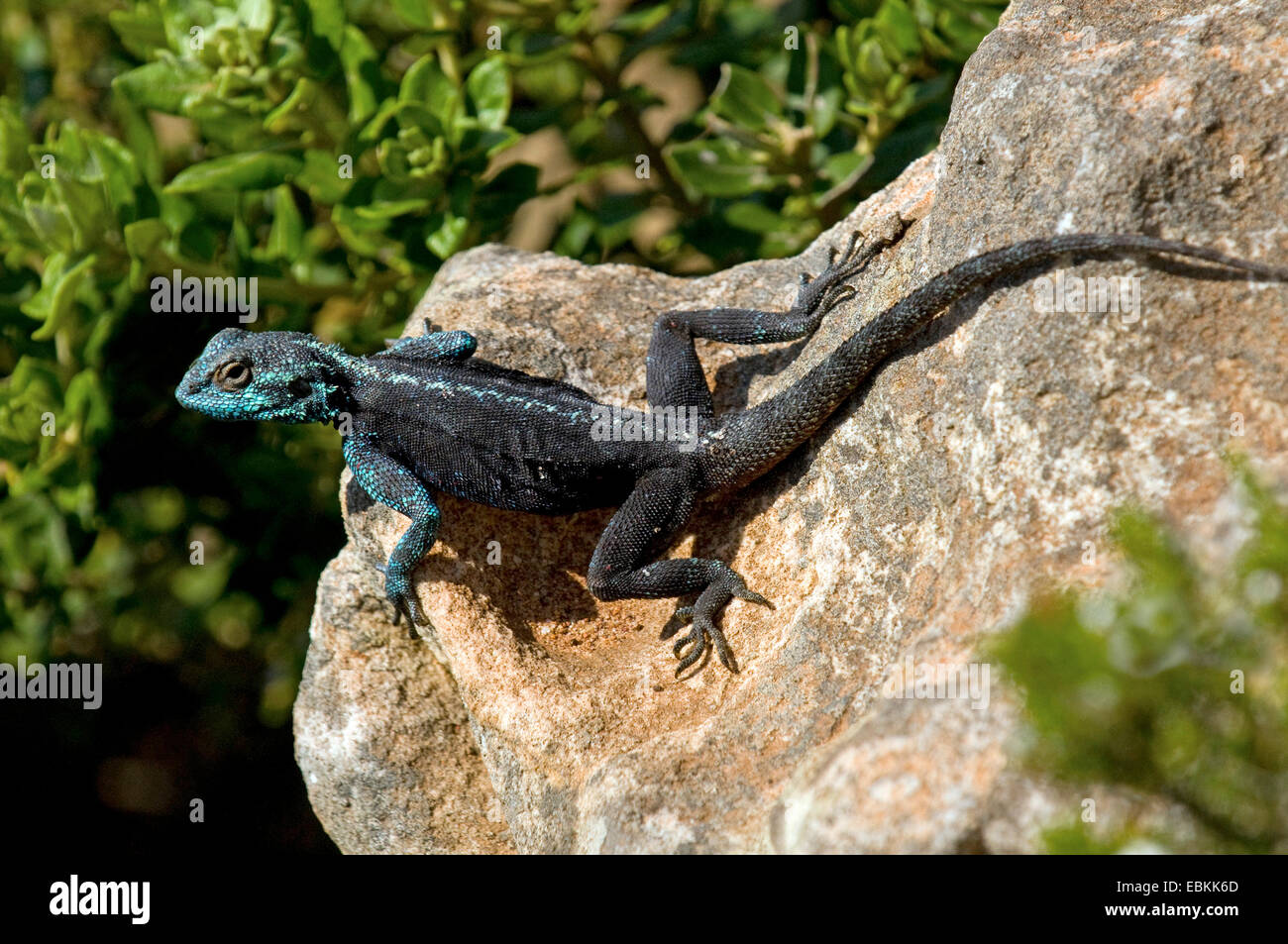 Southern-Rock Agama, South African Rock Agama (Agama Atra Atra), auf einem Stein, Südafrika, Western Cape, Kap der guten Hoffnung-Nationalpark Stockfoto