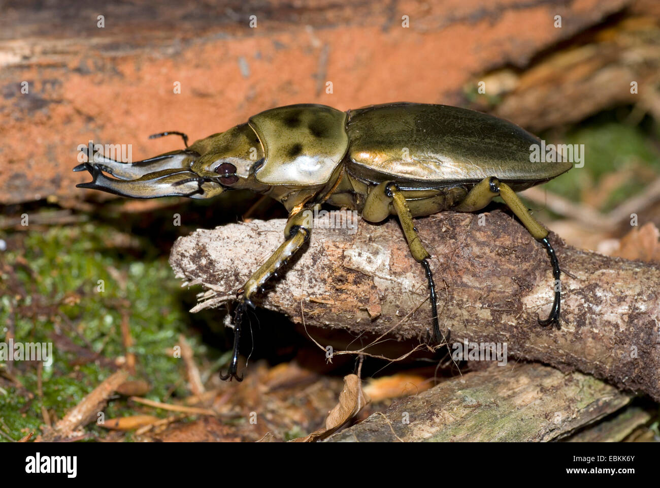 Allotopus Rosenbergi (Allotopus Rosenbergi), Männlich Stockfoto