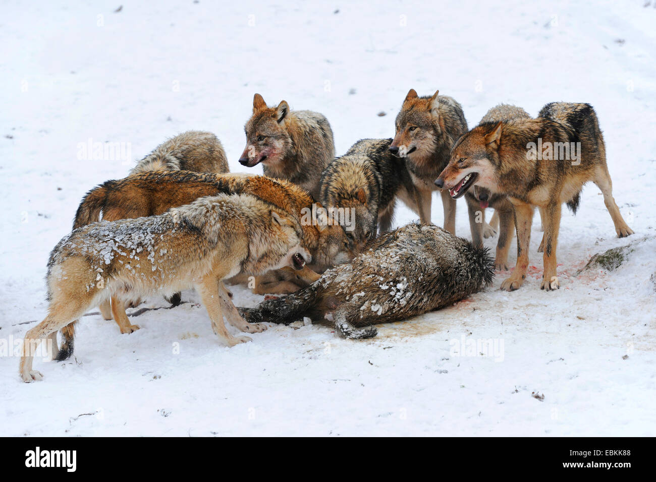 Europäische graue Wolf (Canis Lupus Lupus), packen Sie Essen einen wilden Eber im Schnee, Deutschland Stockfoto