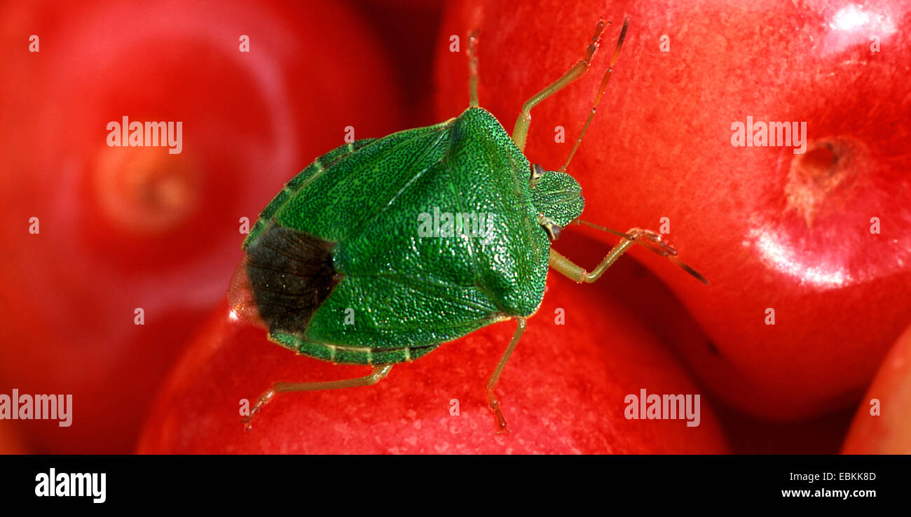 grünes Schild Bug, nahm gemeinsamen grünen Schild Bug (Palomena Prasina), sitzen auf Kirschen, Deutschland Stockfoto