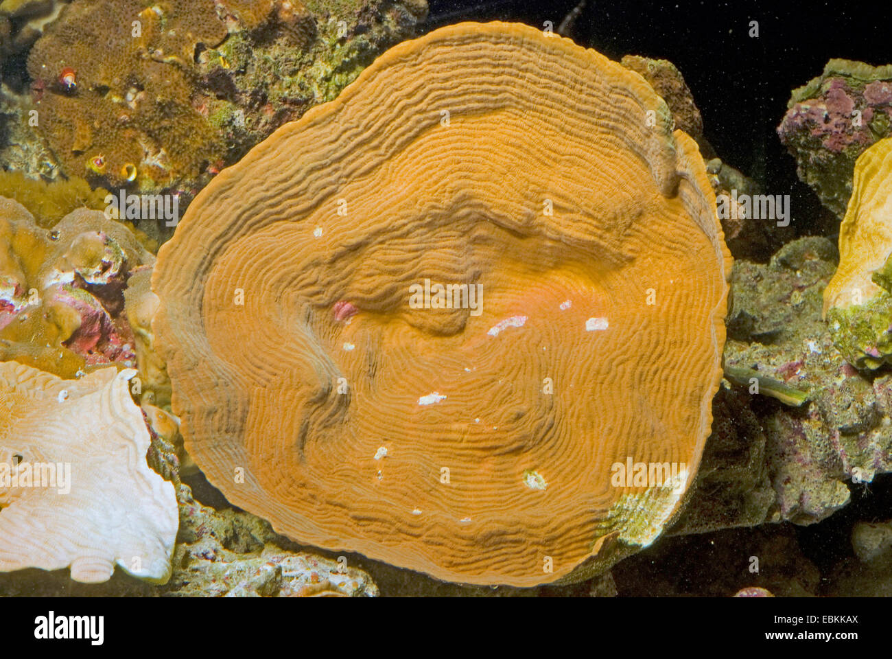 Stony Coral (Pachyseris Speciosa), erhöhte Ansicht Stockfoto