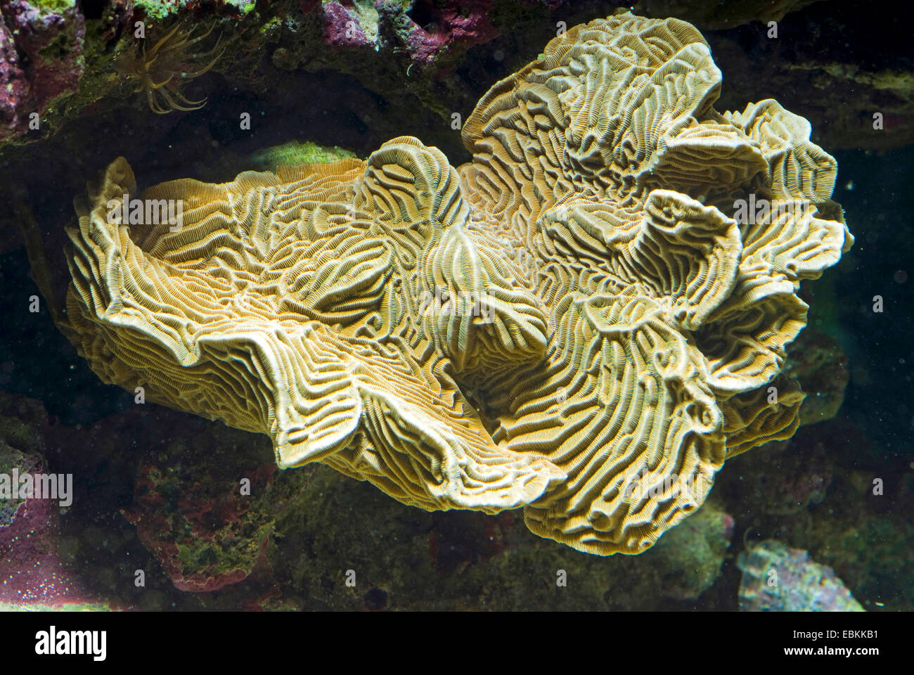 Stony Coral (Pachyseris Speciosa), erhöhte Ansicht Stockfoto