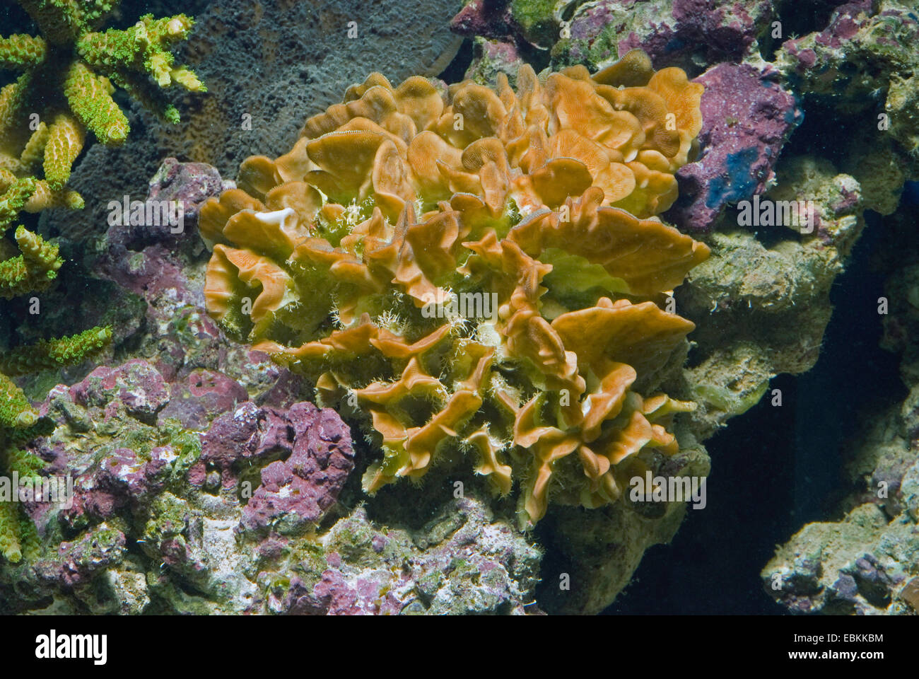 Kaktus-Koralle (Pavona Cactus), erhöhte Ansicht Stockfoto