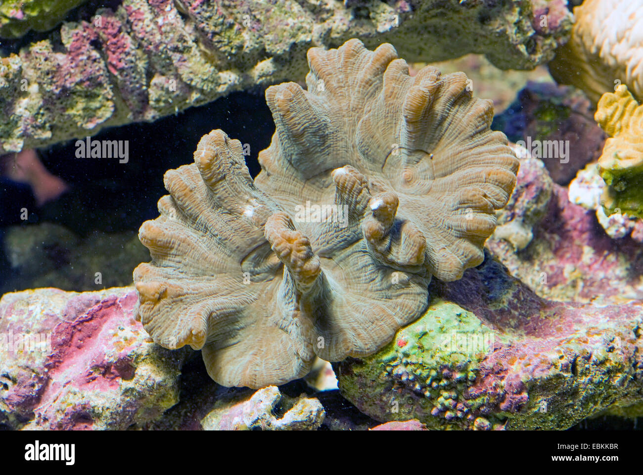 Blatt-Koralle (Pectinia Alcicornis), erhöhte Ansicht Stockfoto