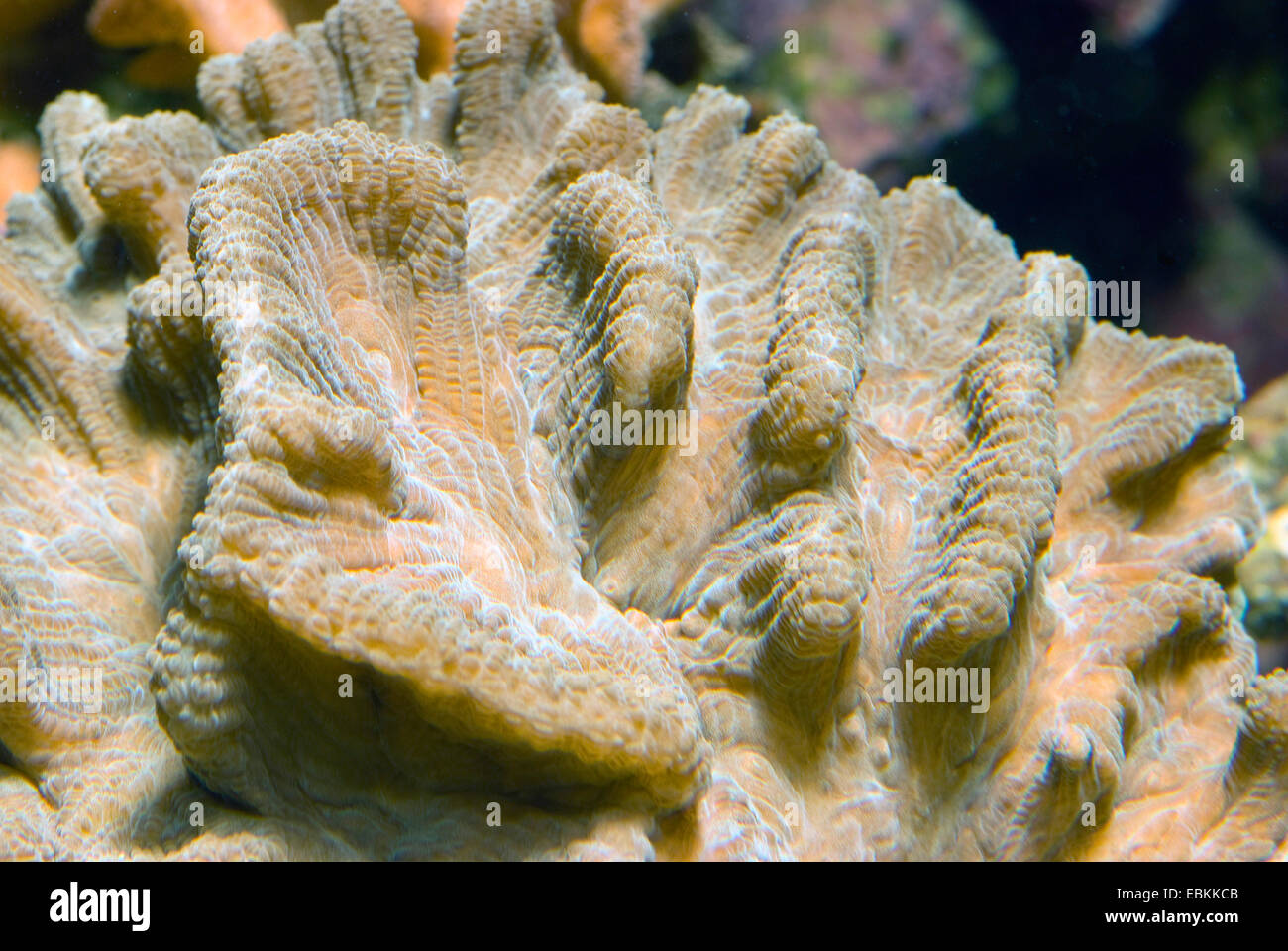 Stony Coral (Paeonia Pectinia), Detailansicht Stockfoto
