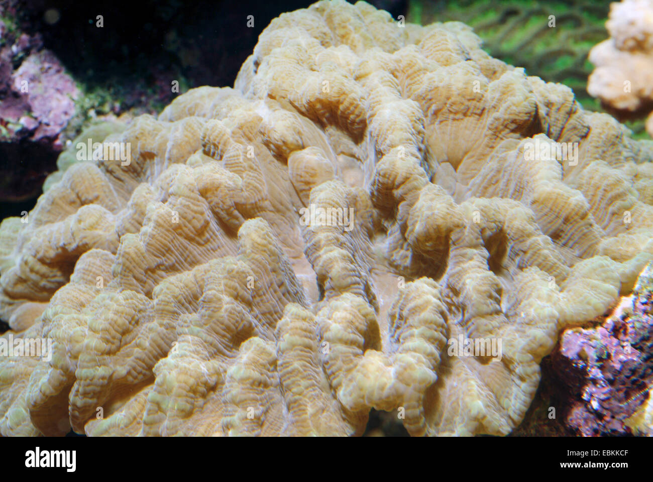 Blatt-Koralle (Pectinia spec.), Detailansicht Stockfoto
