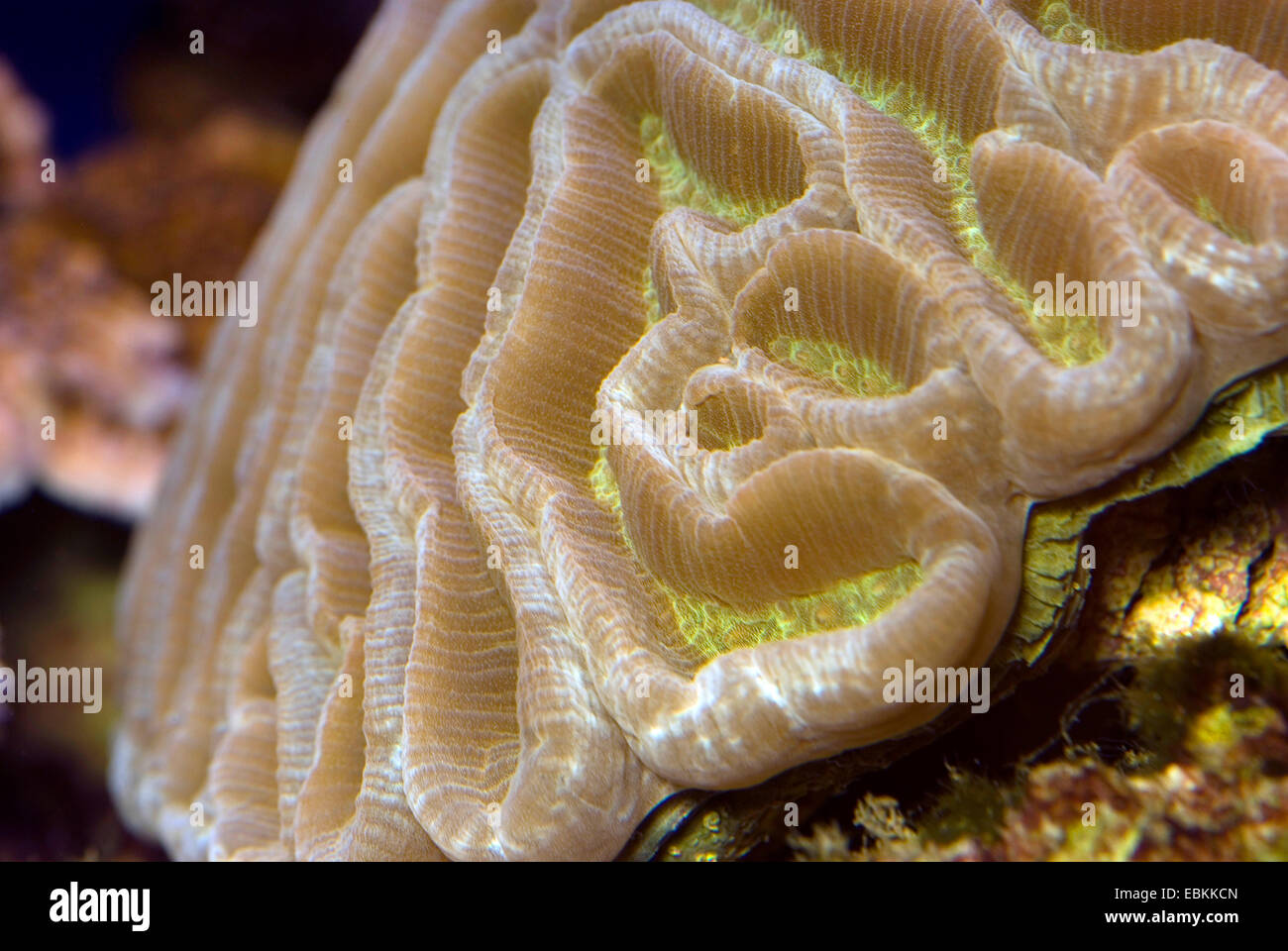 Hirnkoralle (Platygyra spec.), Detailansicht Stockfoto