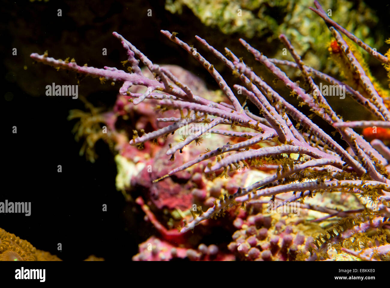 Meer-Plume (Pseudopterogorgia spec.), Detailansicht Stockfoto