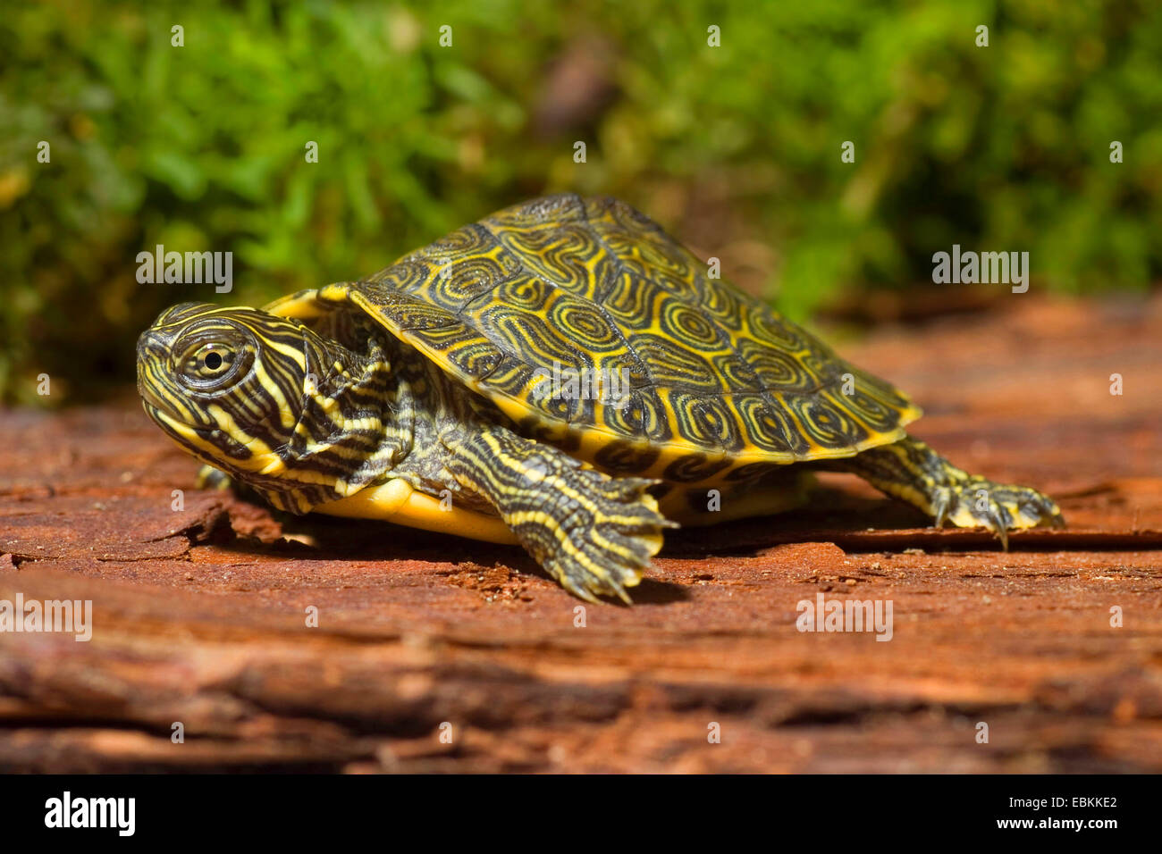 Rotbauch-Schildkröte, amerikanische Rotbauch-Schildkröte, nördliche Rotbauch-Cooter (Pseudemys Rubriventris Rubriventris), juvenile Rotbauch-Schildkröte auf einem Stein Stockfoto