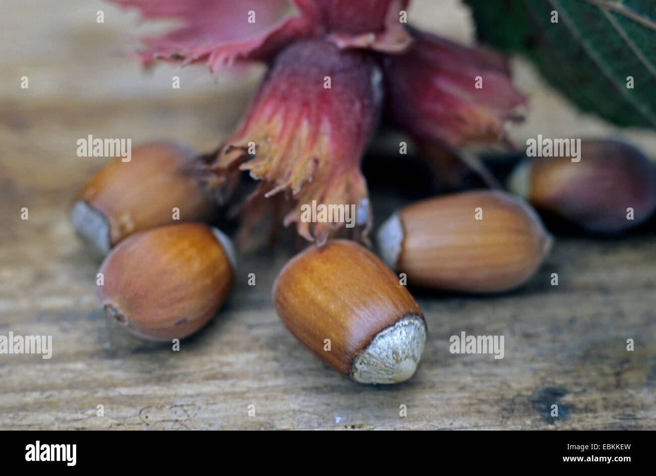 Riese Hasel (Corylus Maxima), Haselnüsse Stockfoto