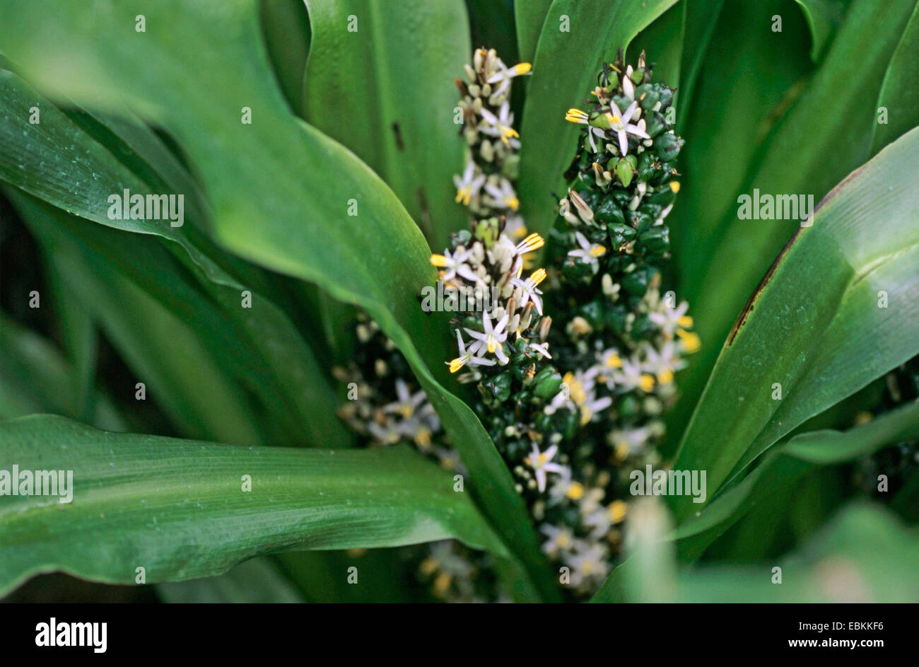 Large-Blatt Spider-Anlage, große Blatt Flugzeug Pflanze (Chlorophytum Macrophyllum), Blätter und Blütenstände Stockfoto