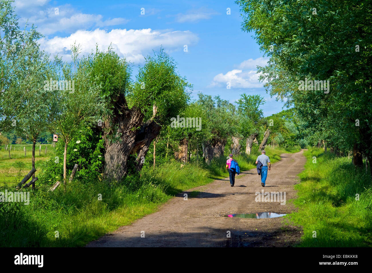 Weide, Korbweide (Salix spec.), Feldweg verfing Willow, Deutschland, Mecklenburg Vorpommern, Neustrelitz Stockfoto