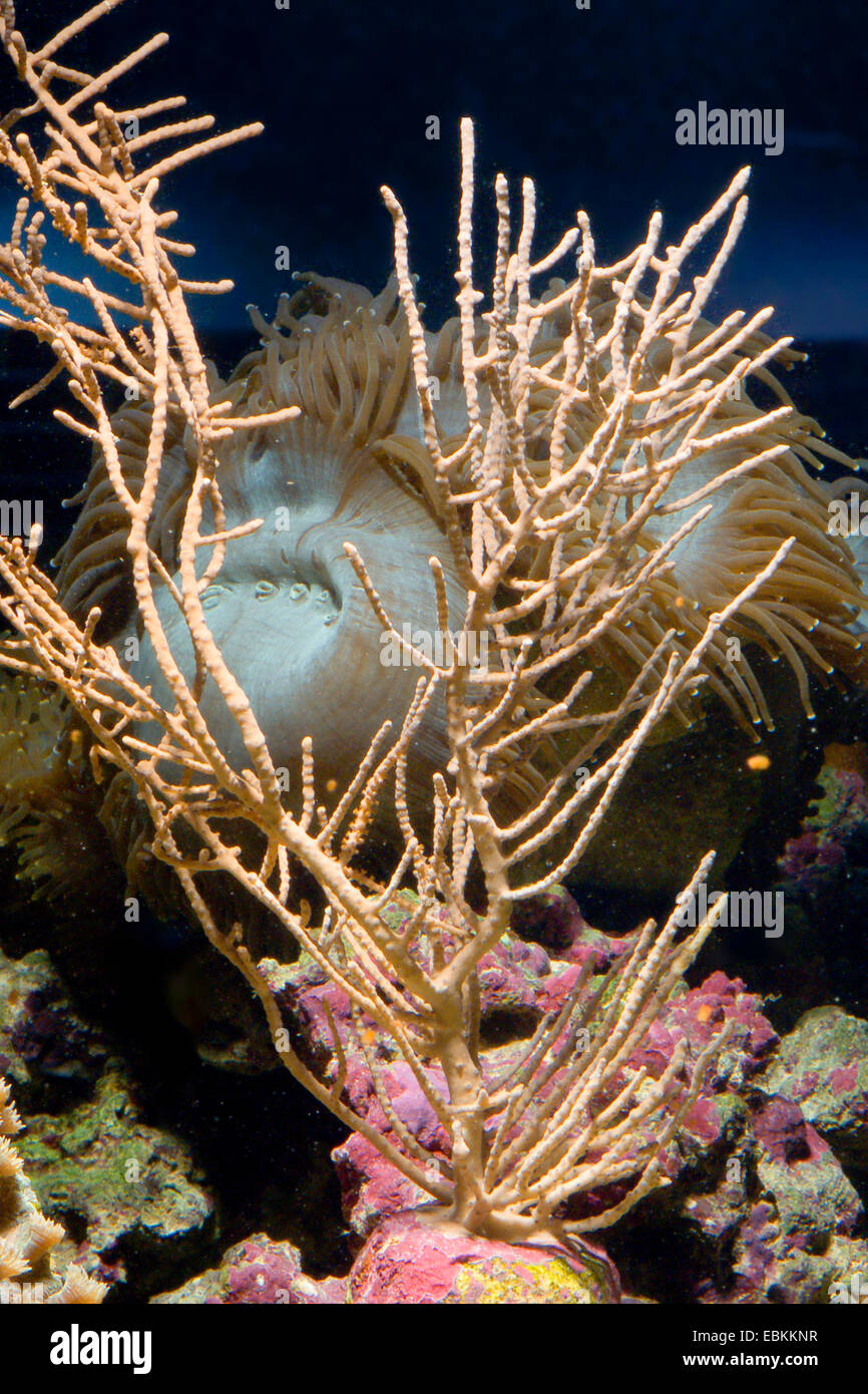 Gorgonien Koralle (Rumphella Spec), Seitenansicht Stockfoto