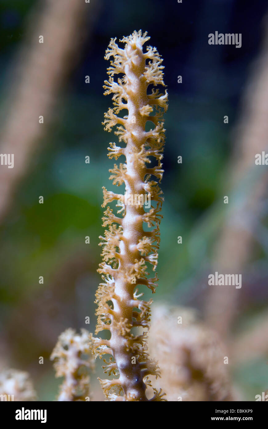 Gorgonien Koralle (Rumphella Spec), Detailansicht Stockfoto