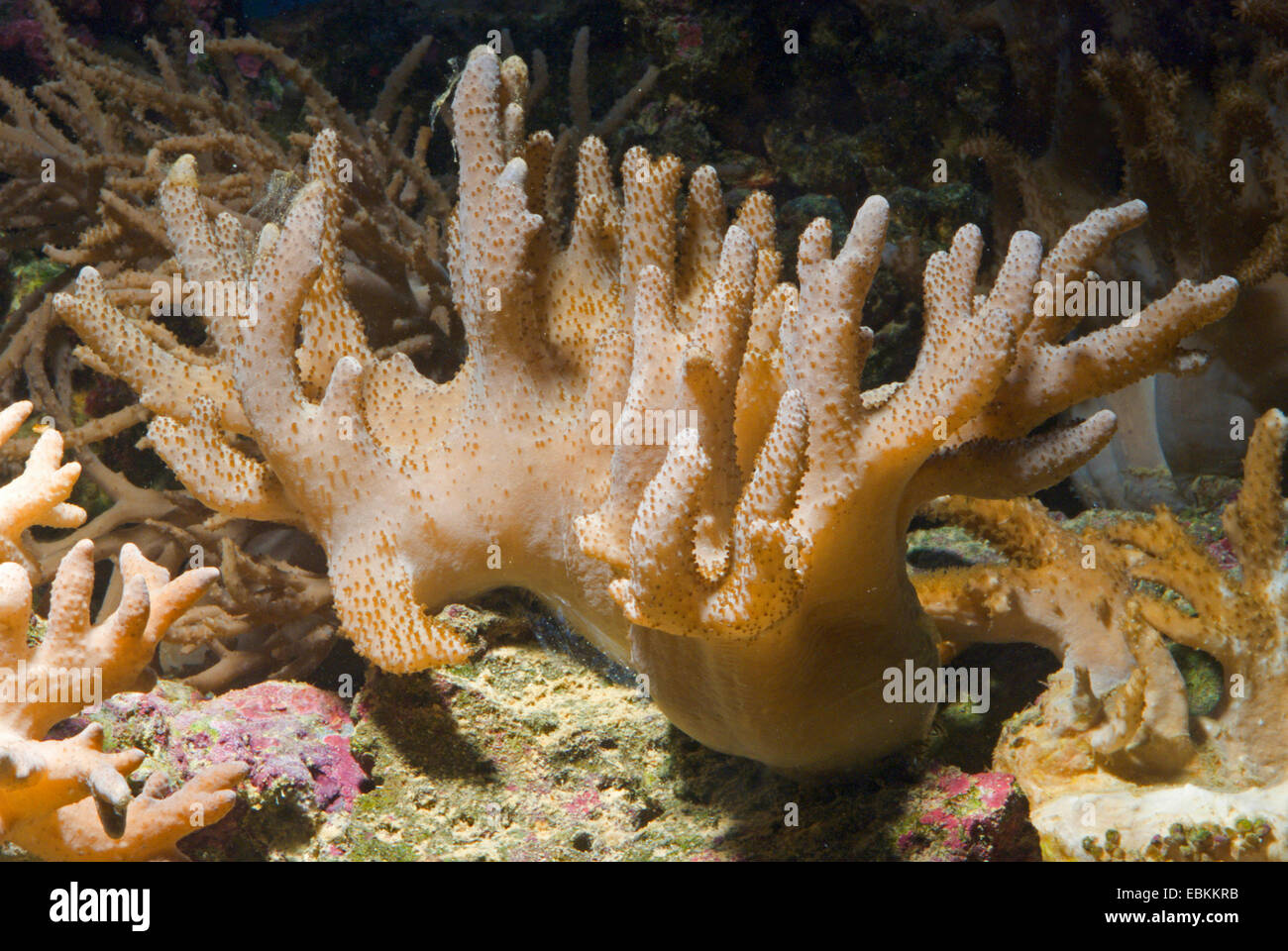 Leder kurze Finger Koralle (Sinularia spec.), Seitenansicht Stockfoto