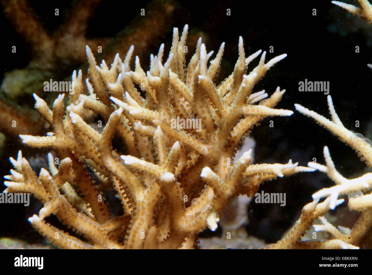 Nadel Korallen, stacheligen Zeile Koralle (Seriatopora Hystrix), Seitenansicht Stockfoto