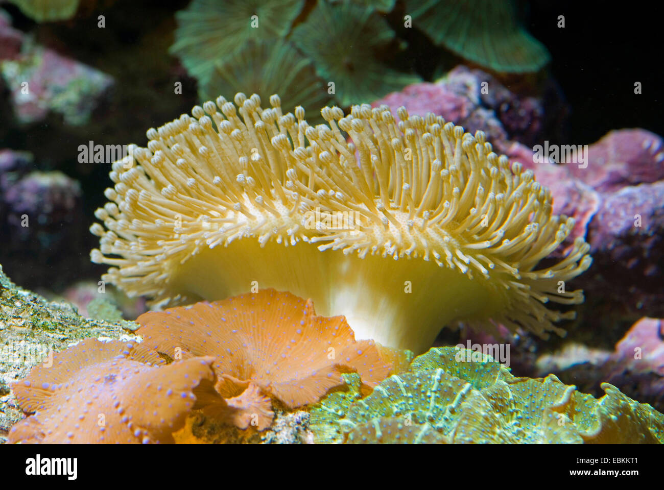 Leder Koralle (Sarcophyton Ehrenbergi) und Pilz Anemonen Stockfoto