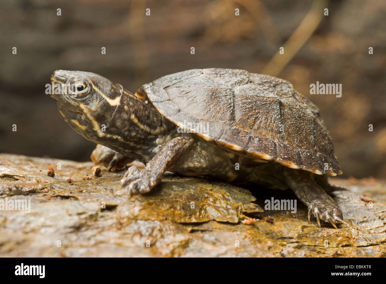 Gemeinsamen Moschus Schildkröte, Turtle Stinkpot (Sternotherus man, Kinosternon Odoratum), auf einem Stein Stockfoto