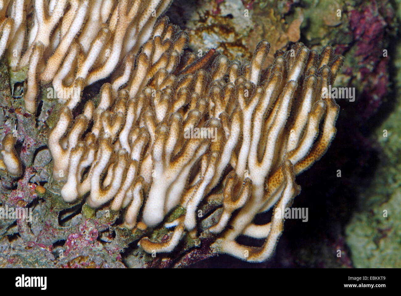 Vogelnest Korallen (Seriatopora Caliendrum), Nahaufnahme Stockfoto