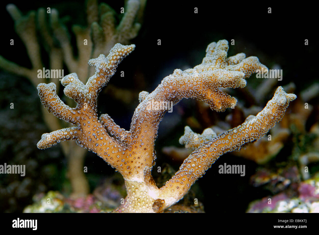 Stempel Korallen, Katzenpfote Coral (Stylophora Pistillata), Seitenansicht Stockfoto
