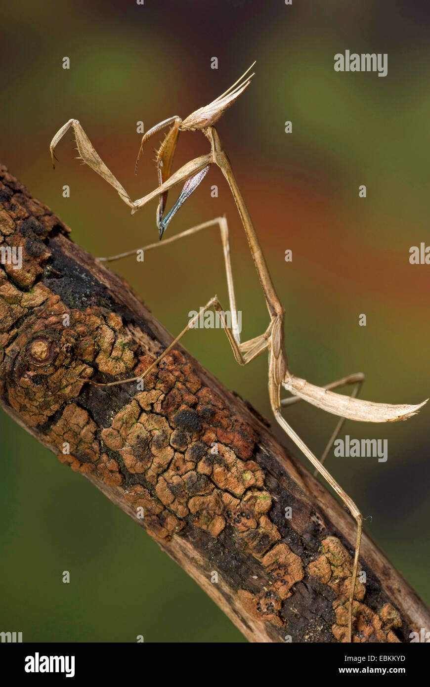 Mantis (Idolomorpha Madagascariensis), stehend auf einem Ast Stockfoto