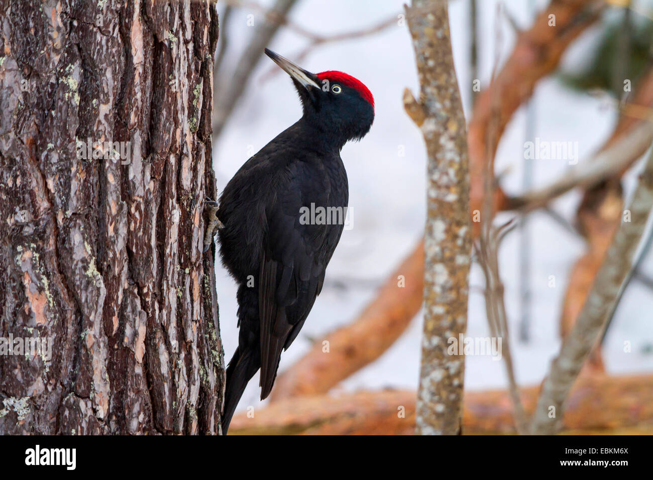 Schwarzspecht (Dryocopus Martius), an den Stamm der Kiefer, der Schweiz, Bündner Stockfoto