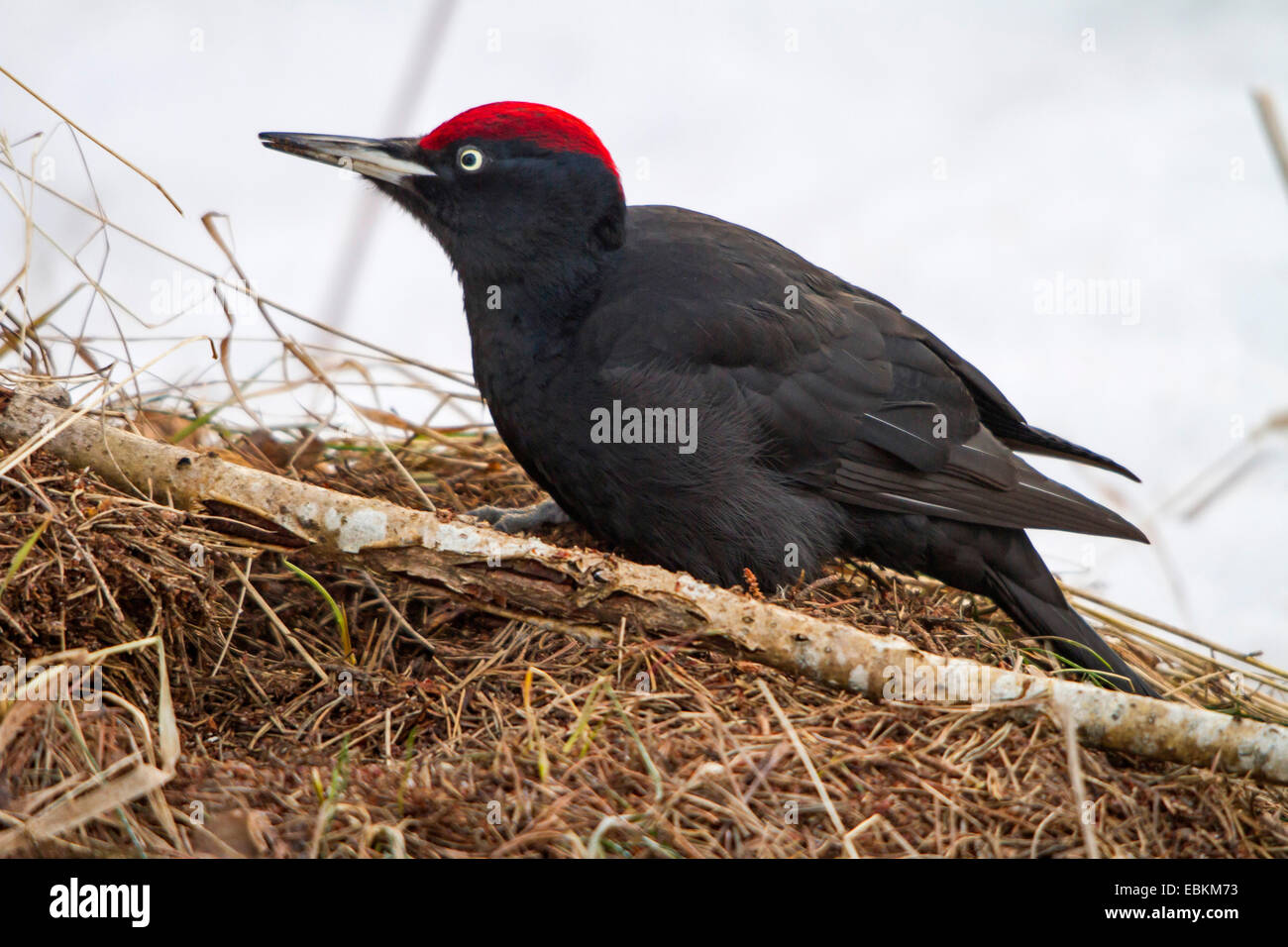 Schwarzspecht (Dryocopus Martius), auf das Futter auf Waldboden, Schweiz, Bündner Stockfoto