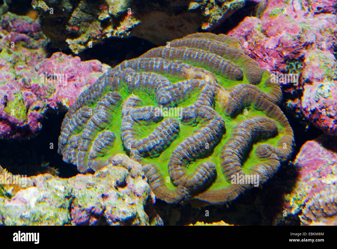 Stony Coral (Symphyllia spec.), Kolonie Stockfoto