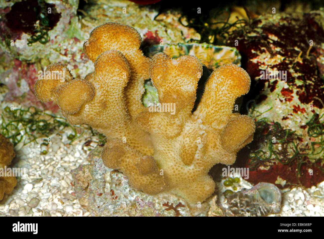 Stempel Korallen, Katzenpfote Coral (Stylophora Pistillata), Seitenansicht einer Kolonie Stockfoto
