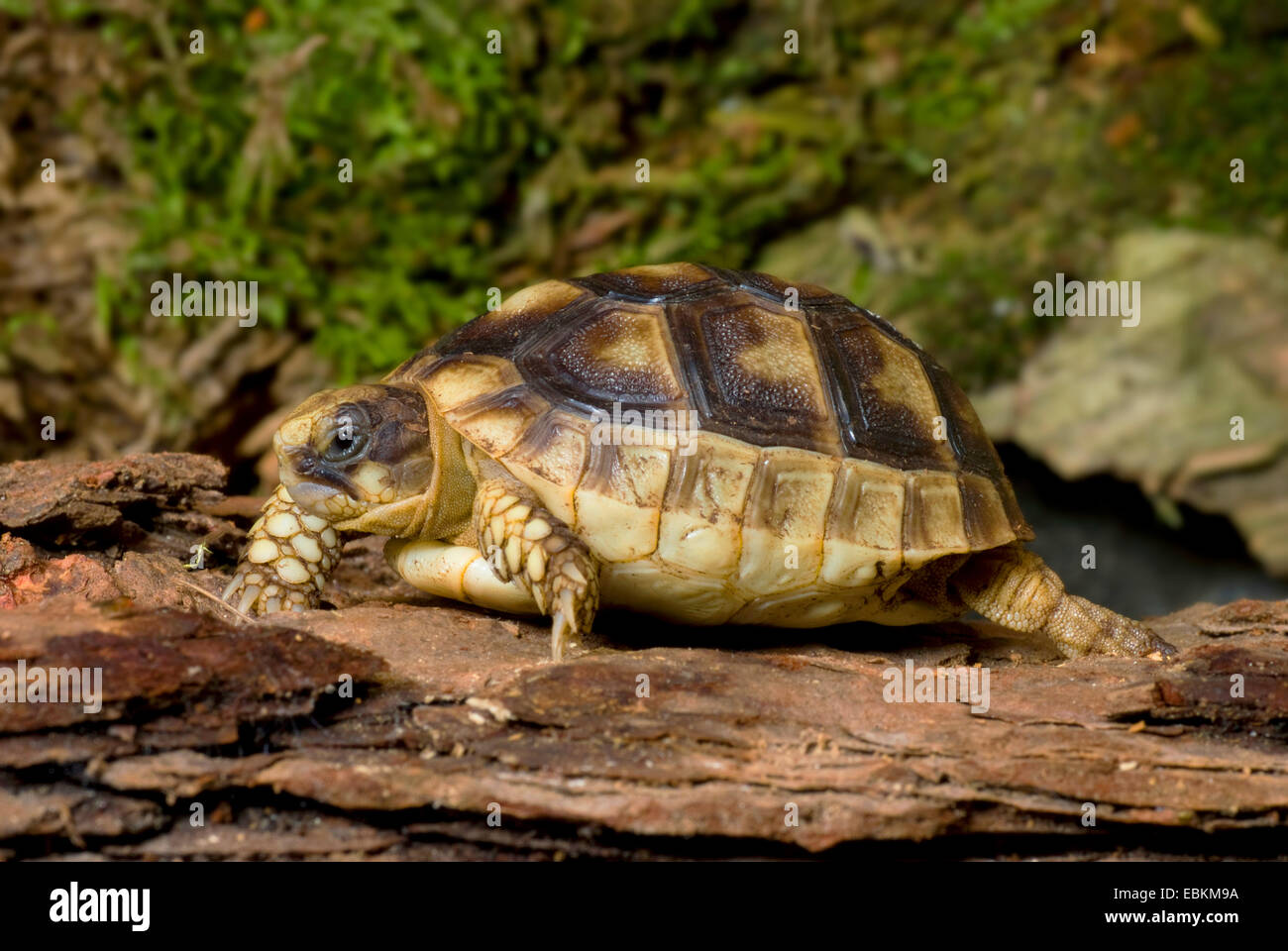 Margenhandel Schildkröte, ausgestoßenen Schildkröte (Testudo Marginata), auf einem Baumstamm liegend Stockfoto