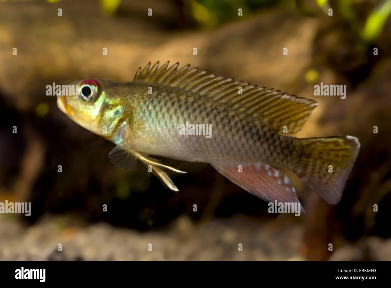 Kasai Nanochromis (Nanochromis Teugelsi), Schwimmen, Afrika Stockfoto